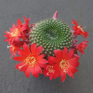 Rebutia aff. wessneriana, El Angosto de Jaire, Jujuy