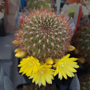 Weingartia tiraquensis var. krahnii VZ131