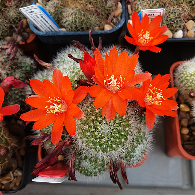 Aylostera spegazziniana var. boliviana KK1921