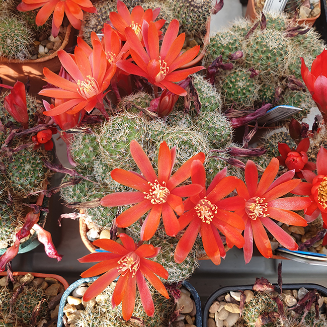 Aylostera spegazziniana RH237