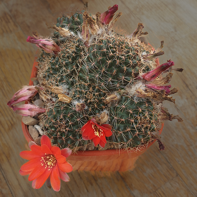 Aylostera brunneoradicata WR840