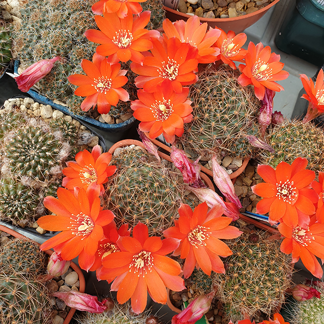 Aylostera brunescens RH3117a