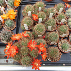 Aylostera robustispina young plants