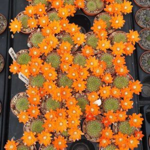Aylostera sp. nov. CH0725