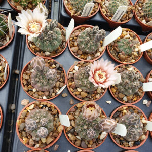 Gymnocalycium kieslingii young plants