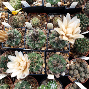Gymnocalycium pseudoneuhuberi young plants
