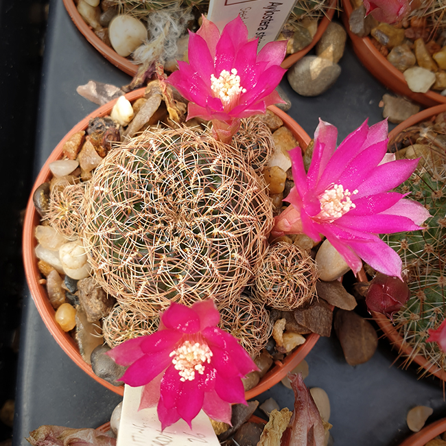 Weingartia crispata KK1266