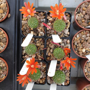 Aylostera cajasensis FR1141a young plants