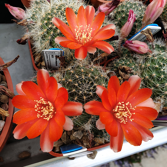 Aylostera camargoensis