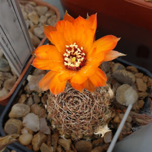 Aylostera einsteinii RH1300