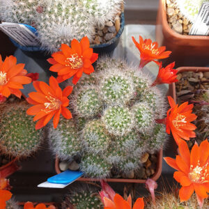 Aylostera fiebrigii L323