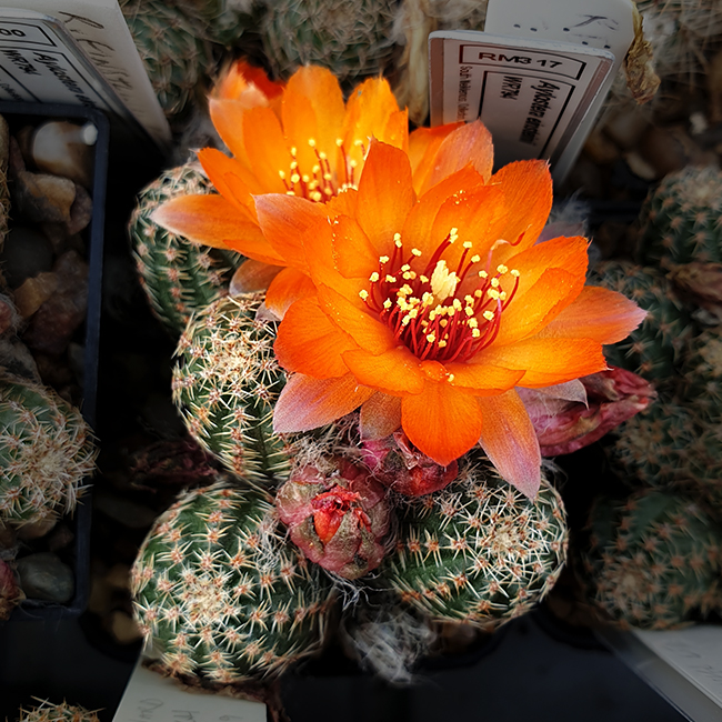 Aylostera fischeriana OF80/80