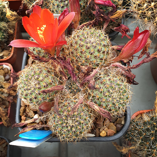 Aylostera haefneriana SL65c-96