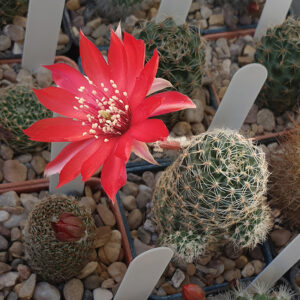 Aylostera supthutiana LM0076.03 (BLMT68)