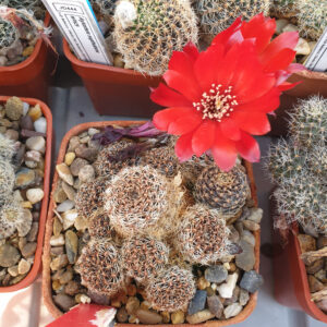 Aylostera supthutiana WR629