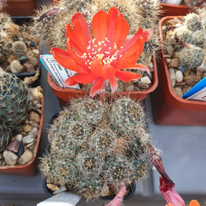 Aylostera supthutiana WR741