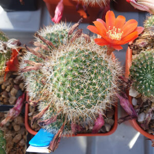 Aylostera tarijensis RH949
