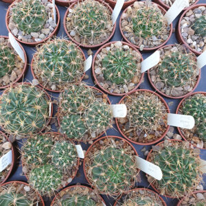 Lobivia minutiflora MN474 young plants