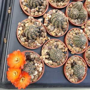 Aylostera friedrichiana PM178
