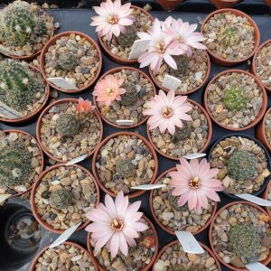 Aylostera violascens RH180