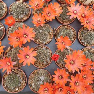 Aylostera brunneoradicata WR840