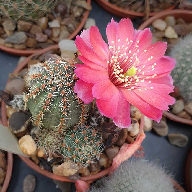 Aylostera colorea KK1984