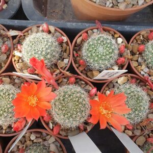 Rebutia calliantha var. berylloides