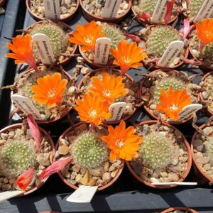 Aylostera sp. nov. RH3140