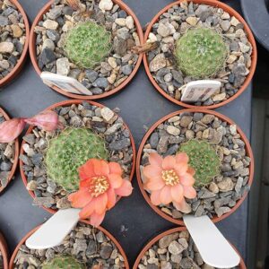 Aylostera buiningiana J145