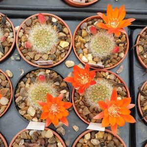 Aylostera sp. RH3088