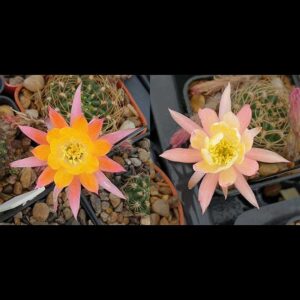 Lobivia maximilliana subsp. westii KK437