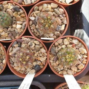Weingartia westii fma. culpinensis JO612