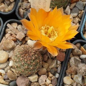 Aylostera einsteinii LF55b