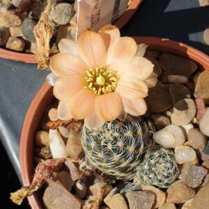 Aylostera steinmannii VJ19