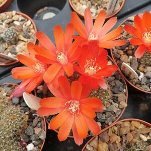 Aylostera vulpina FR939