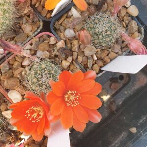 Aylostera camargoensis