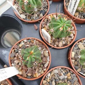 Lobivia longispina LF128