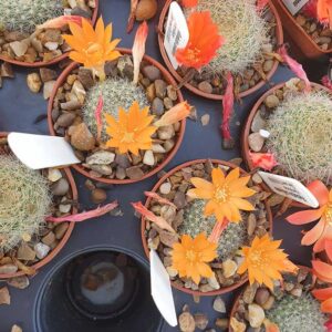 Rebutia edeltraudinae RW66