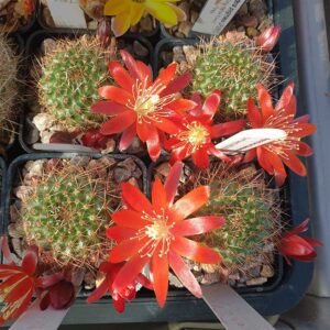Aylostera fulviseta WR583