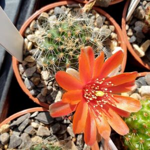 Aylostera melanocentra WR744