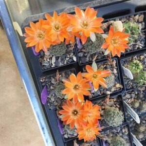 Aylostera sp. nov. JC117