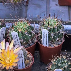 Echinopsis (Lobivia) ferox KL17-13