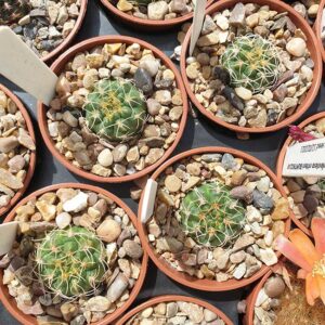 Gymnocalycium ritterianum P219