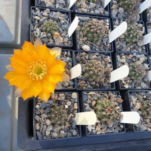 Lobivia haematantha var. Penca-Poma P232