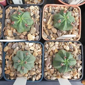 Lobivia glauca WR218