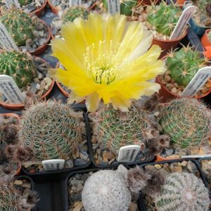 Reicheocactus famatinensis MS1351