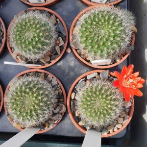 Aylostera spegazziniana var. boliviana KK1921