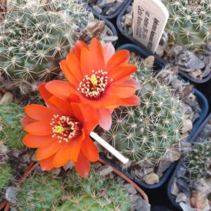 Aylostera huasiensis var. melanea WR313b
