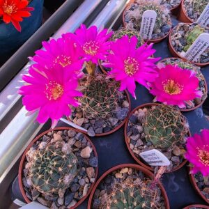 Echinopsis backebergii var. nova KP103
