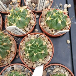 Lobivia calorubra LM476/01